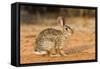 Eastern Cottontail Rabbit-Gary Carter-Framed Stretched Canvas