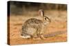 Eastern Cottontail Rabbit-Gary Carter-Stretched Canvas