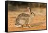 Eastern Cottontail Rabbit-Gary Carter-Framed Stretched Canvas