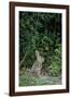 Eastern Cottontail Rabbit-Gary Carter-Framed Photographic Print