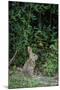 Eastern Cottontail Rabbit-Gary Carter-Mounted Photographic Print