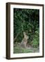 Eastern Cottontail Rabbit-Gary Carter-Framed Photographic Print