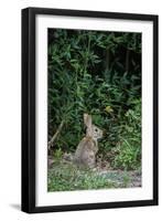 Eastern Cottontail Rabbit-Gary Carter-Framed Photographic Print