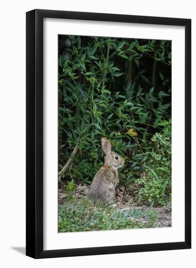 Eastern Cottontail Rabbit-Gary Carter-Framed Photographic Print