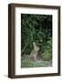 Eastern Cottontail Rabbit-Gary Carter-Framed Photographic Print