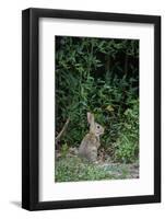 Eastern Cottontail Rabbit-Gary Carter-Framed Photographic Print