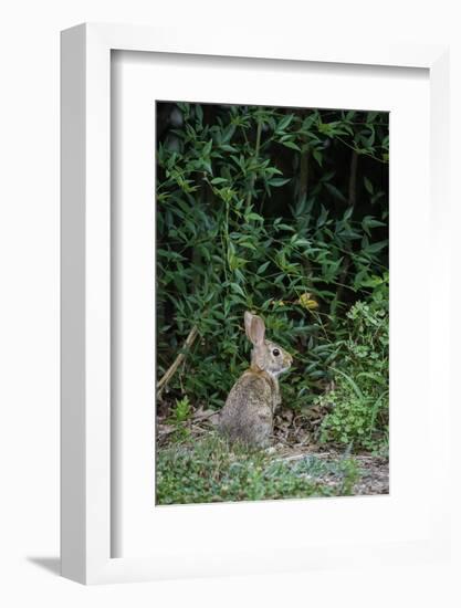 Eastern Cottontail Rabbit-Gary Carter-Framed Photographic Print