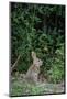 Eastern Cottontail Rabbit-Gary Carter-Mounted Photographic Print