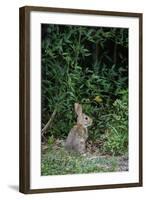 Eastern Cottontail Rabbit-Gary Carter-Framed Photographic Print