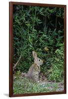 Eastern Cottontail Rabbit-Gary Carter-Framed Photographic Print