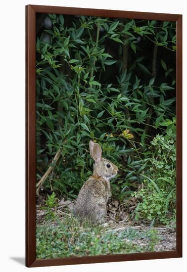 Eastern Cottontail Rabbit-Gary Carter-Framed Photographic Print