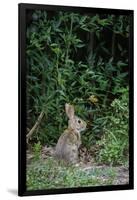 Eastern Cottontail Rabbit-Gary Carter-Framed Photographic Print