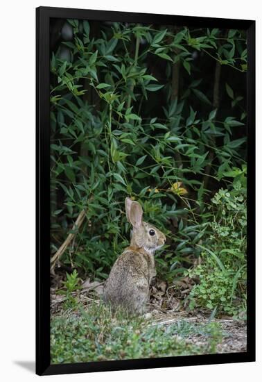 Eastern Cottontail Rabbit-Gary Carter-Framed Photographic Print
