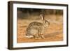 Eastern Cottontail Rabbit-Gary Carter-Framed Photographic Print