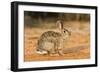 Eastern Cottontail Rabbit-Gary Carter-Framed Photographic Print