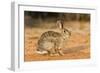 Eastern Cottontail Rabbit-Gary Carter-Framed Photographic Print