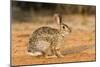 Eastern Cottontail Rabbit-Gary Carter-Mounted Photographic Print