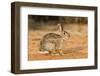 Eastern Cottontail Rabbit-Gary Carter-Framed Photographic Print