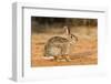 Eastern Cottontail Rabbit-Gary Carter-Framed Photographic Print