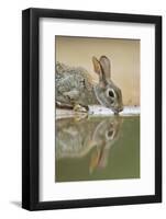 Eastern Cottontail (Sylvilagus floridanus) adult, drinking at pool, South Texas, USA-Bill Coster-Framed Photographic Print