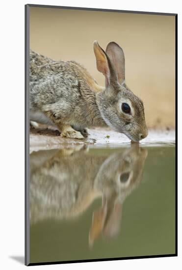 Eastern Cottontail (Sylvilagus floridanus) adult, drinking at pool, South Texas, USA-Bill Coster-Mounted Photographic Print