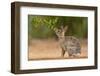 Eastern Cottontail (Sylvilagus floridanus) feeding-Larry Ditto-Framed Photographic Print