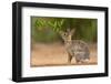 Eastern Cottontail (Sylvilagus floridanus) feeding-Larry Ditto-Framed Photographic Print