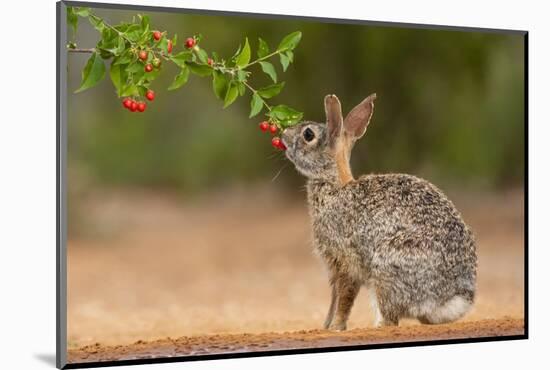 Eastern Cottontail (Sylvilagus floridanus) feeding-Larry Ditto-Mounted Photographic Print