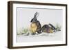 Eastern Cottontail (Sylvilagus Floridanus), Leporidae-null-Framed Giclee Print