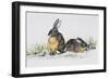 Eastern Cottontail (Sylvilagus Floridanus), Leporidae-null-Framed Giclee Print