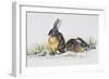 Eastern Cottontail (Sylvilagus Floridanus), Leporidae-null-Framed Giclee Print