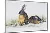 Eastern Cottontail (Sylvilagus Floridanus), Leporidae-null-Mounted Giclee Print