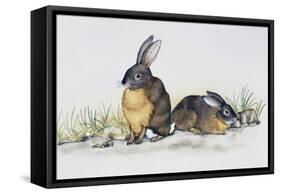 Eastern Cottontail (Sylvilagus Floridanus), Leporidae-null-Framed Stretched Canvas