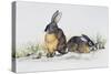 Eastern Cottontail (Sylvilagus Floridanus), Leporidae-null-Stretched Canvas