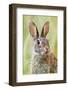 Eastern Cottontail (Sylvilagus Floridanus) Portrait, Laredo Borderlands, Texas, USA. April-Claudio Contreras-Framed Photographic Print