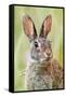 Eastern Cottontail (Sylvilagus Floridanus) Portrait, Laredo Borderlands, Texas, USA. April-Claudio Contreras-Framed Stretched Canvas