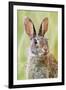 Eastern Cottontail (Sylvilagus Floridanus) Portrait, Laredo Borderlands, Texas, USA. April-Claudio Contreras-Framed Photographic Print