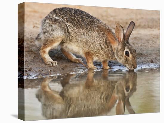 Eastern Cottontail (Sylvilagus Floridanus) Rabbit Drinking at Pond, Starr Co., Texas, Usa-Larry Ditto-Stretched Canvas