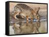 Eastern Cottontail (Sylvilagus Floridanus) Rabbit Drinking at Pond, Starr Co., Texas, Usa-Larry Ditto-Framed Stretched Canvas