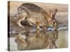 Eastern Cottontail (Sylvilagus Floridanus) Rabbit Drinking at Pond, Starr Co., Texas, Usa-Larry Ditto-Stretched Canvas