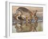 Eastern Cottontail (Sylvilagus Floridanus) Rabbit Drinking at Pond, Starr Co., Texas, Usa-Larry Ditto-Framed Photographic Print