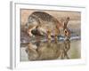 Eastern Cottontail (Sylvilagus Floridanus) Rabbit Drinking at Pond, Starr Co., Texas, Usa-Larry Ditto-Framed Photographic Print