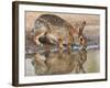 Eastern Cottontail (Sylvilagus Floridanus) Rabbit Drinking at Pond, Starr Co., Texas, Usa-Larry Ditto-Framed Photographic Print