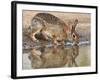 Eastern Cottontail (Sylvilagus Floridanus) Rabbit Drinking at Pond, Starr Co., Texas, Usa-Larry Ditto-Framed Photographic Print