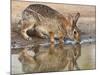 Eastern Cottontail (Sylvilagus Floridanus) Rabbit Drinking at Pond, Starr Co., Texas, Usa-Larry Ditto-Mounted Photographic Print