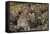 Eastern Cottontail (Sylvilagus Floridanus)-James Hager-Framed Stretched Canvas