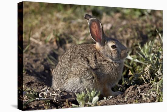 Eastern Cottontail (Sylvilagus Floridanus)-James Hager-Stretched Canvas