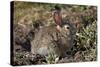 Eastern Cottontail (Sylvilagus Floridanus)-James Hager-Stretched Canvas
