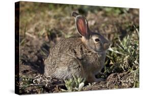 Eastern Cottontail (Sylvilagus Floridanus)-James Hager-Stretched Canvas