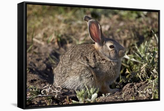 Eastern Cottontail (Sylvilagus Floridanus)-James Hager-Framed Stretched Canvas